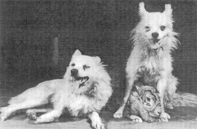 Собаки и кролик после полета на высоту 212 км (1956 г.)