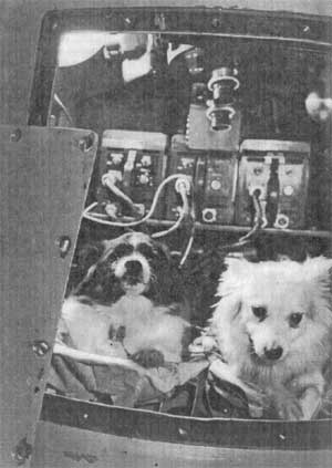 Четвероногие космонавты Дамка и Козявка перед полетом на ракете Р-2 (1956 г.)